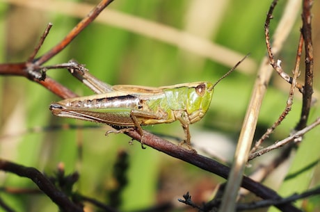 枝额虫(枝额虫：比昆虫更神奇的小生物)