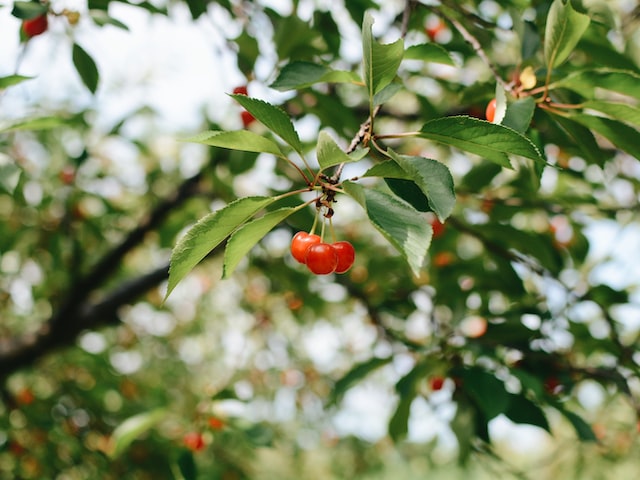 了解Cherry机械键盘