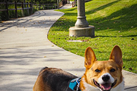 柯基犬最开始是干什么用的(柯基犬最开始是干什么用的？了解它的历史吧！)